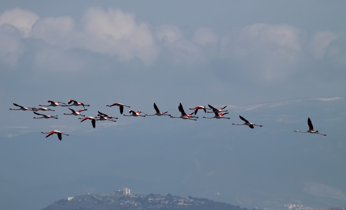 Uccelli e neve